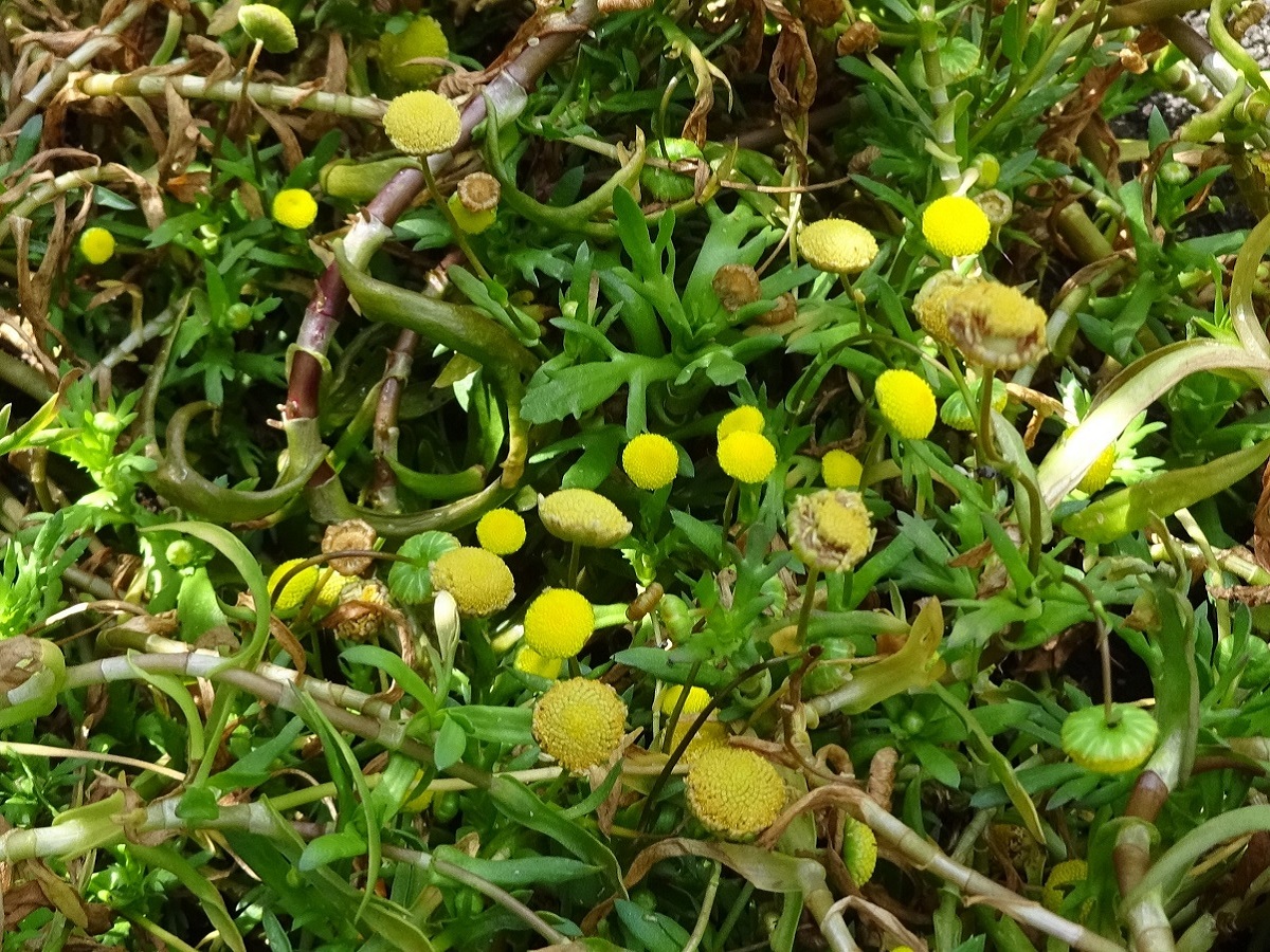 Cotula coronopifolia (Asteraceae)